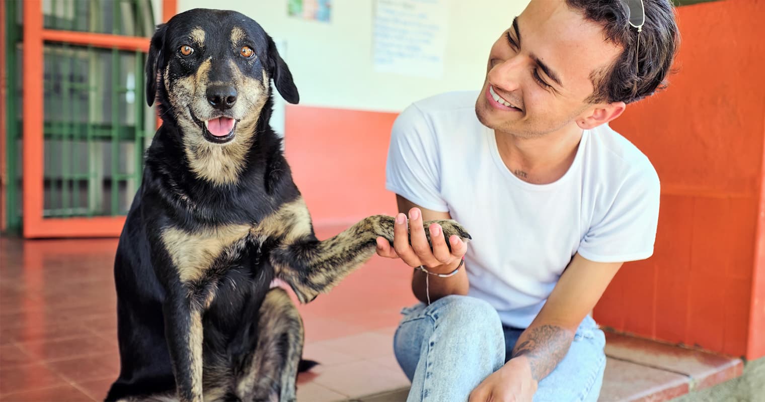 How to Adopt a Dog from Puerto Rico