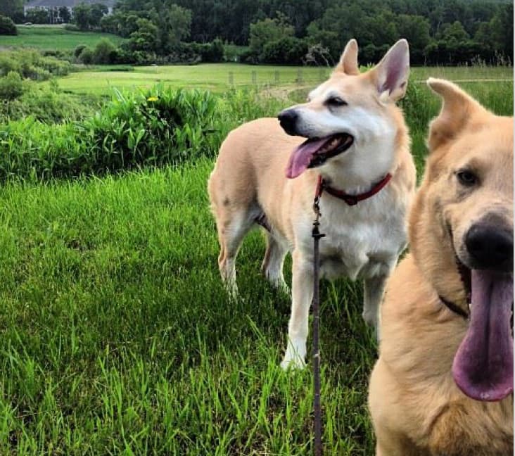 Two purebred Chinook dogs in a field.