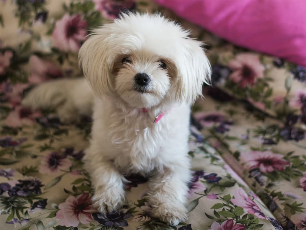 170 Old Lady Dog Names with That Vintage Vibe
