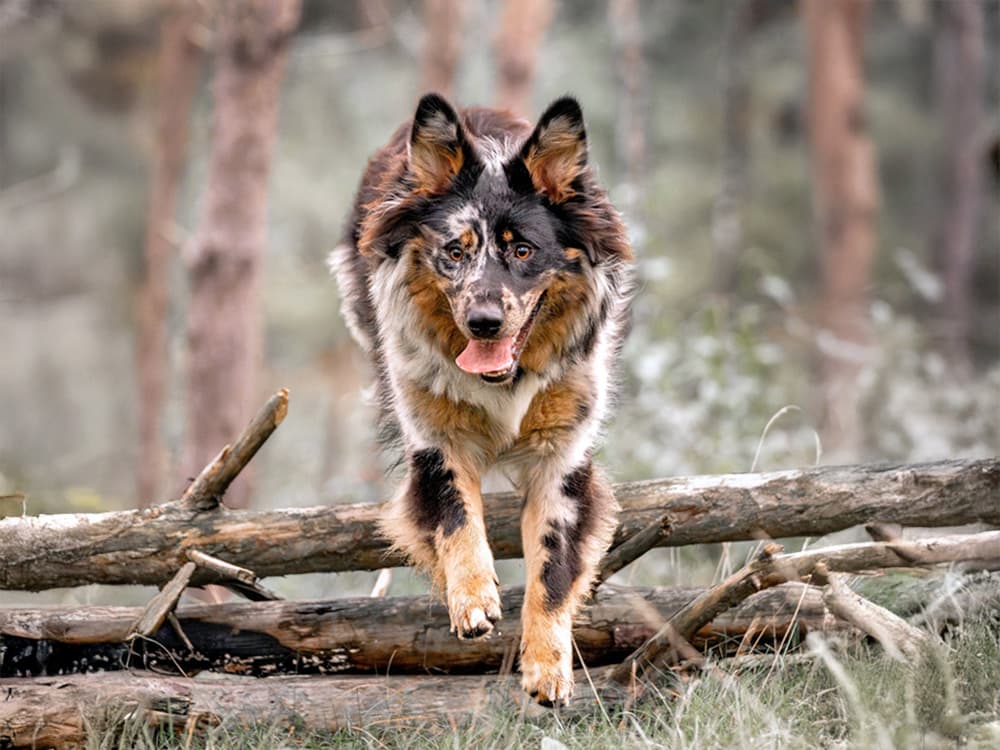 german shepherd aussie mix running through the forest