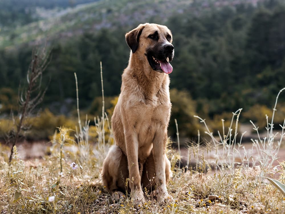 Anatolian Shepherd Dog
