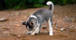 Do Dogs Grow Out of Digging?