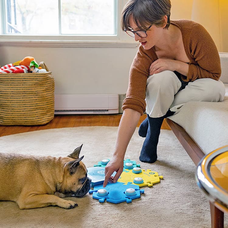 Dogs Are Able to Combine Words Using Speech Buttons, New Study Finds
