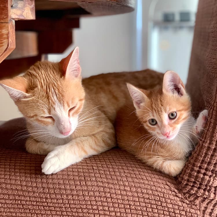 Kittens Really Need Their Moms—Science Says So