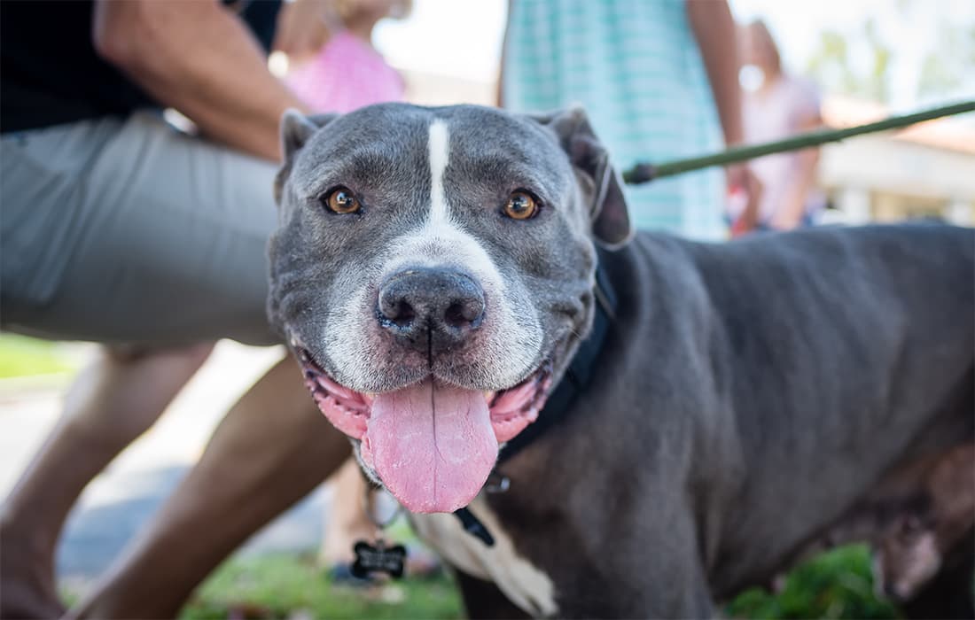 How Long Does the Humane Society Keep Pit Bulls?