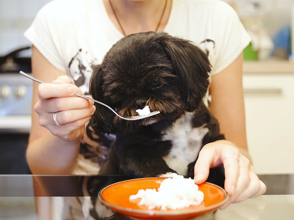Vet-Approved Diarrhea Treatments