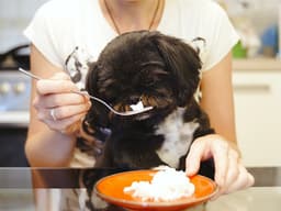 Vet-Approved Diarrhea Treatments