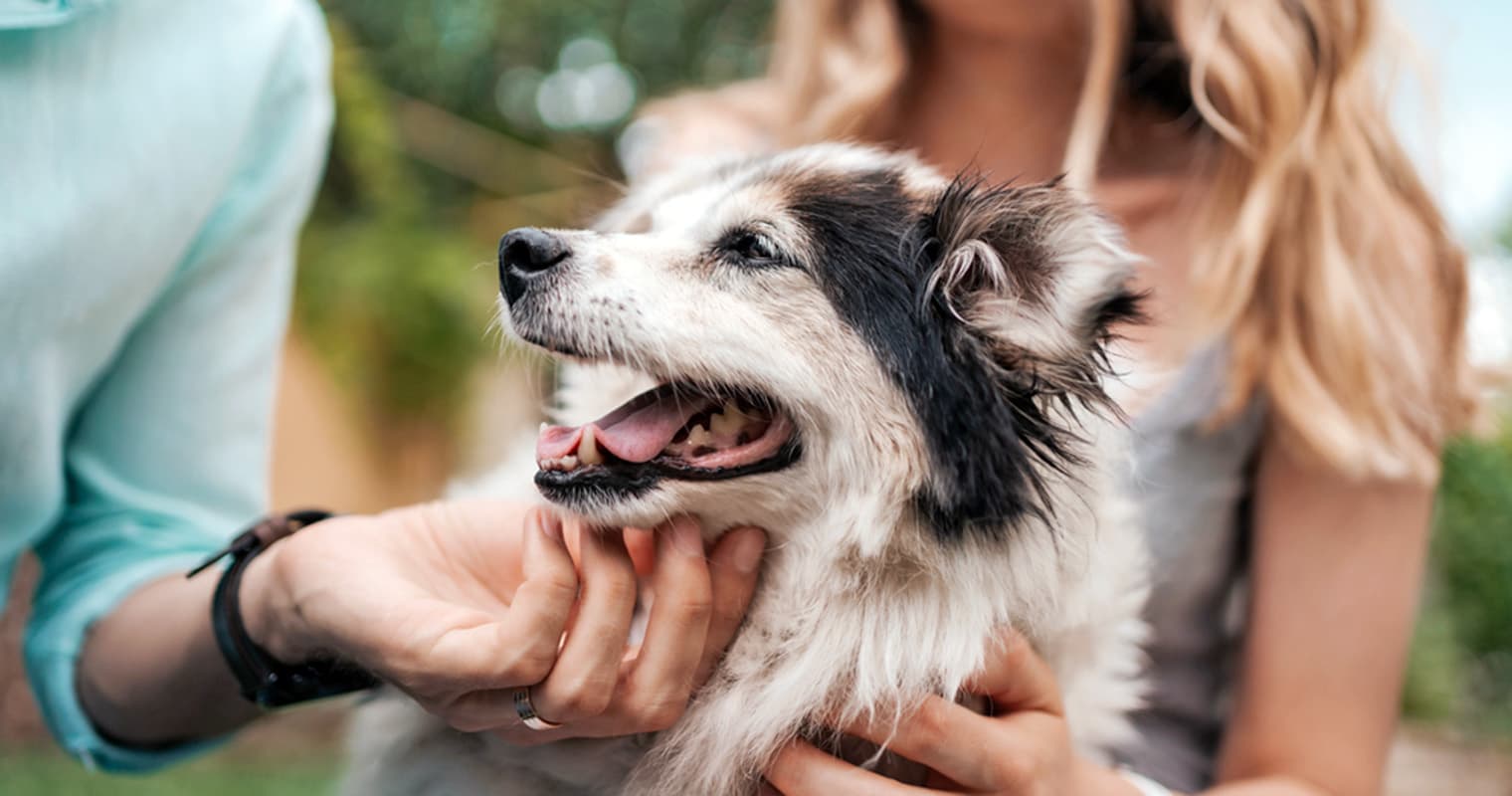 aap-hero-wisdom-panel-program - Arthur Bargan / Shutterstock