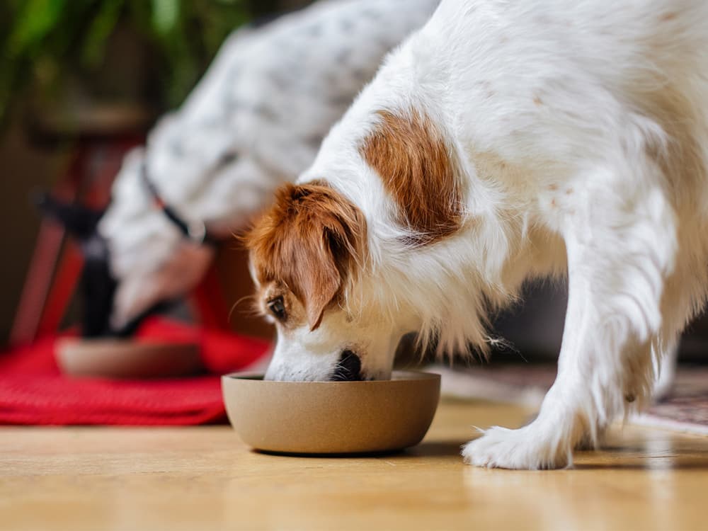 A white and brown dog eats from a bowl on a wooden floor inside a cozy home.
