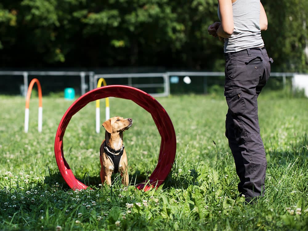 smart dog doing training