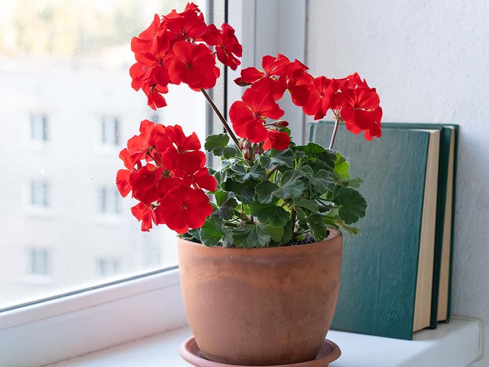 Geranium