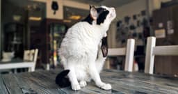 Explained: The Life Cycle of Fleas (and How to Break It)