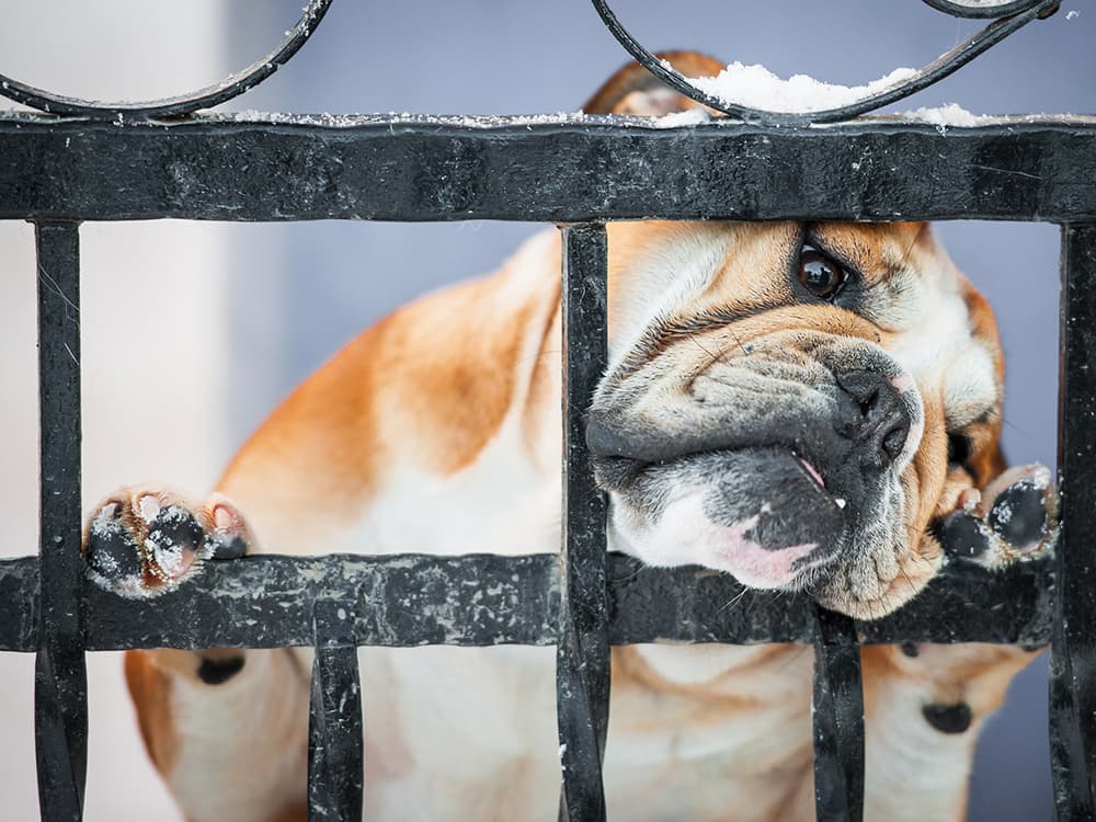 Is Your Dog All Bark and No Bite?