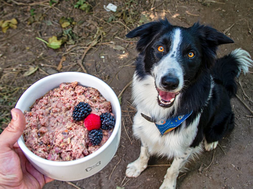 Can Dogs Eat Raw Meat Safely?