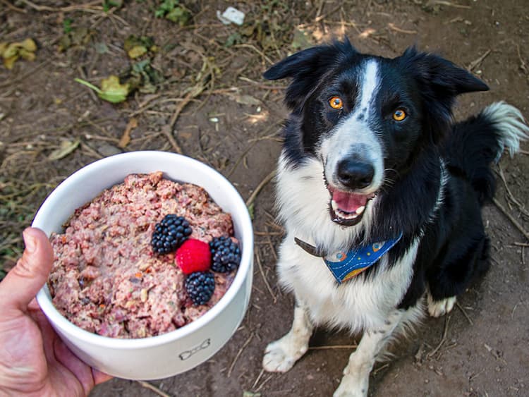 Can Dogs Eat Raw Meat Safely?