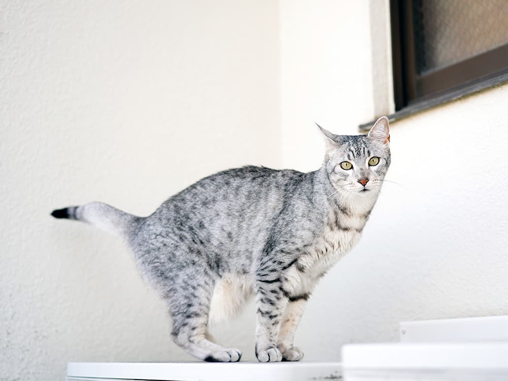 egyptian mau on counter top
