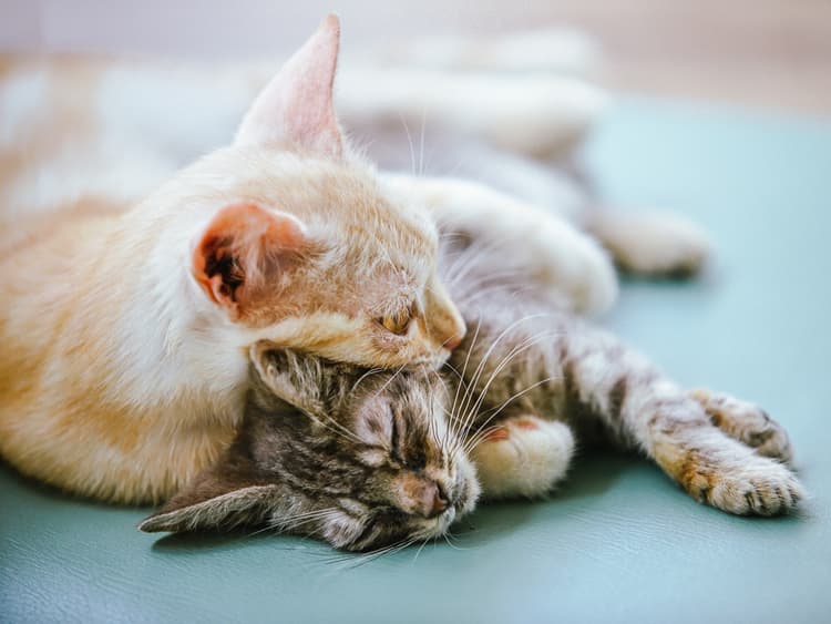 Why You Should Adopt a “Less Adoptable” Cat