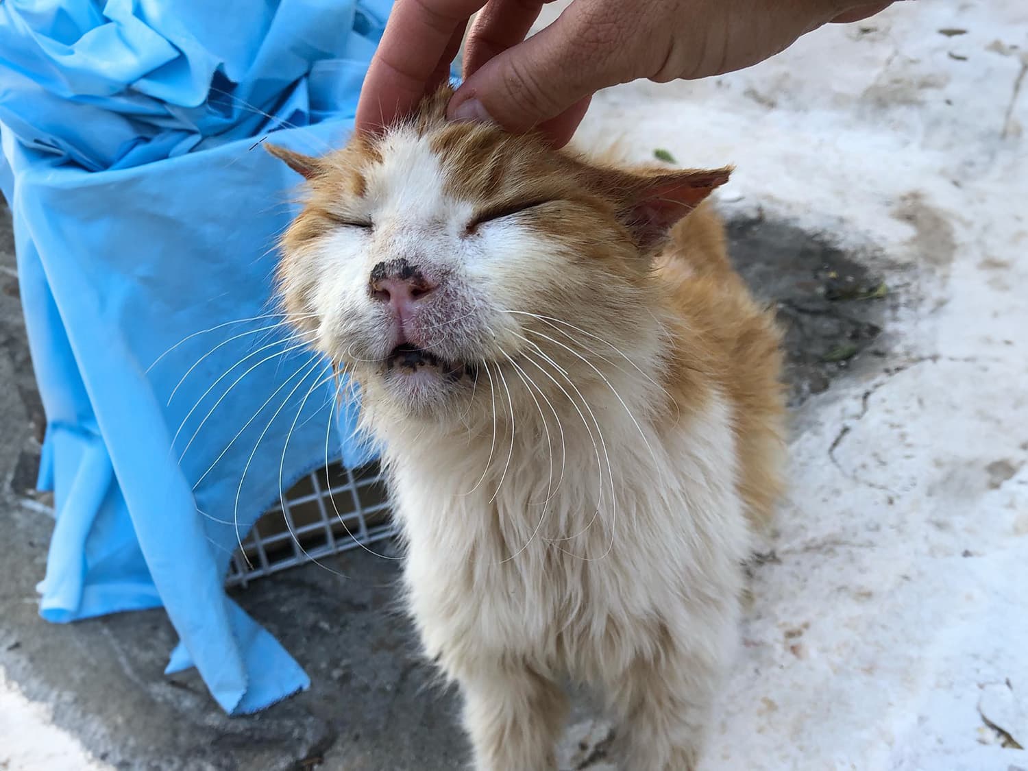 stray cat being scratched next to cage