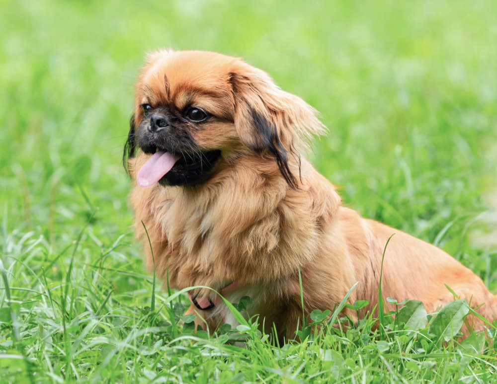 Young funny Pekingese on a green field