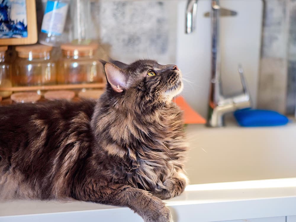 How Do You Train a Cat to Stay Off Counters?