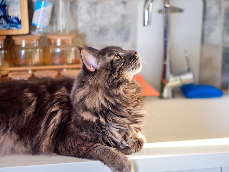 How Do You Train a Cat to Stay Off Counters?