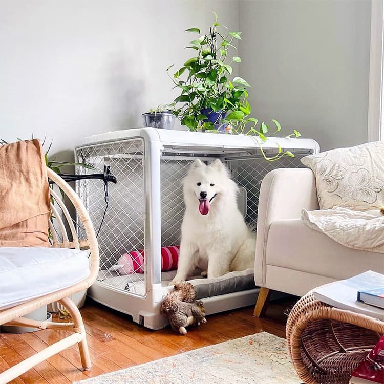 Large white dog sitting in Diggs crate.