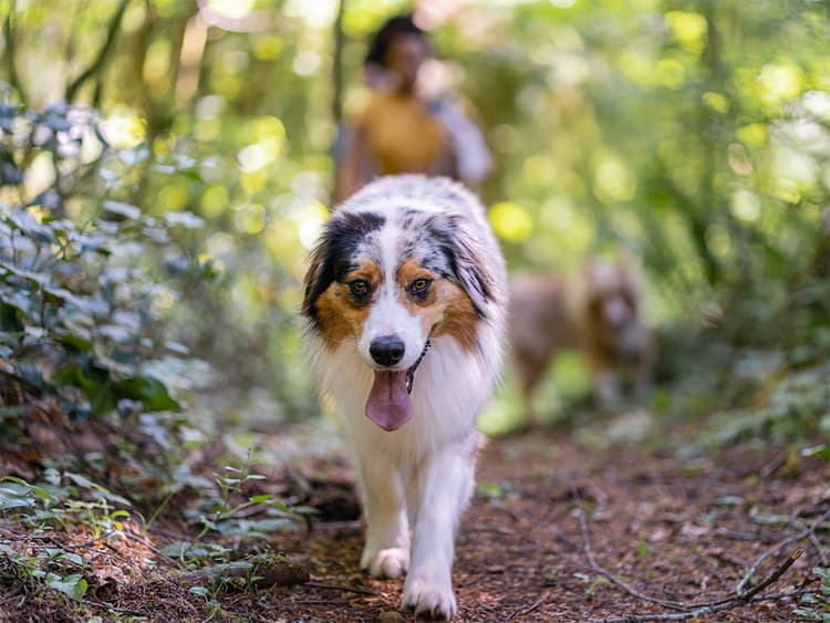 How to Keep Your Pets Safe During Extreme Heat Waves