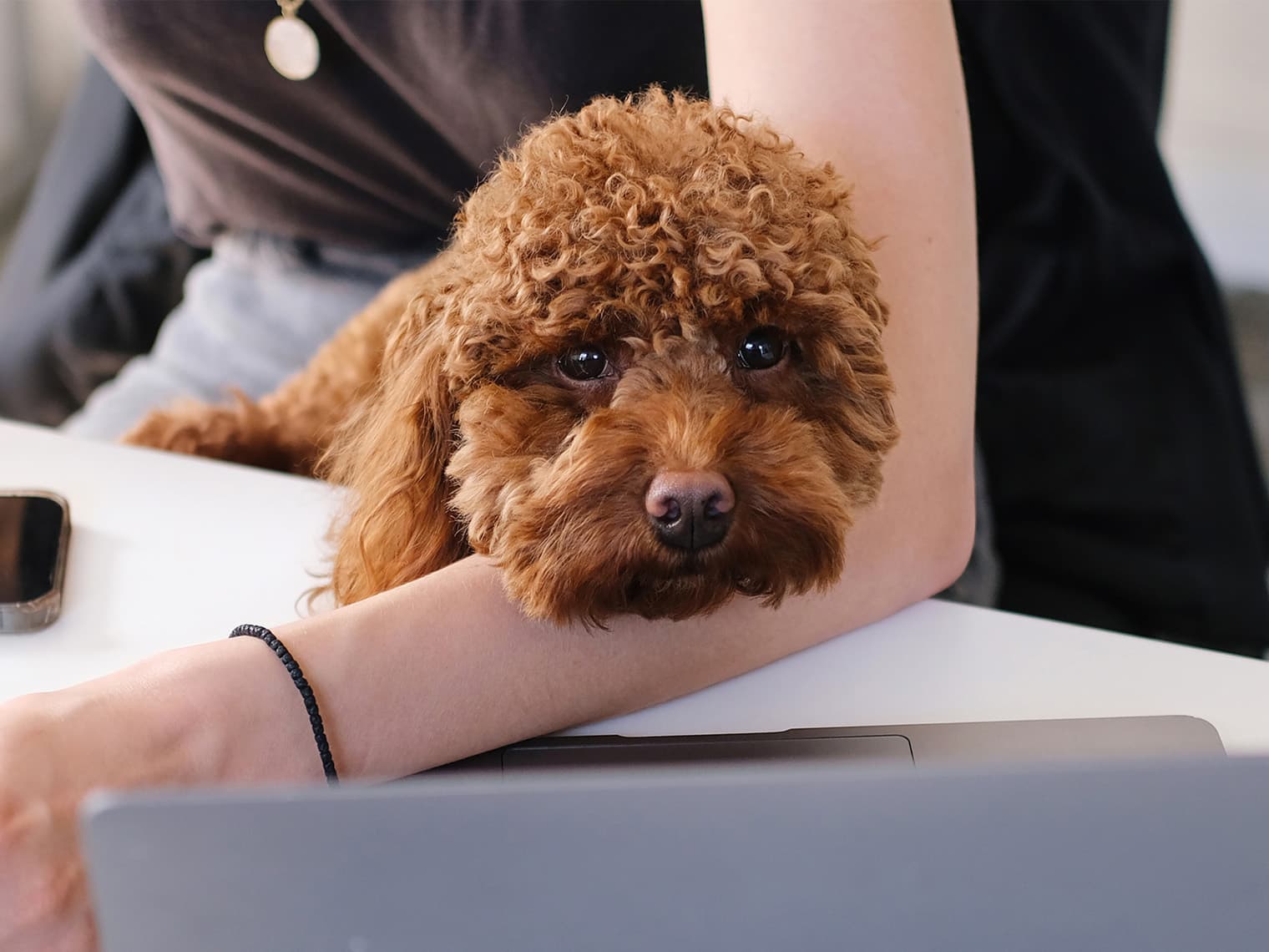 cavapoo at desk