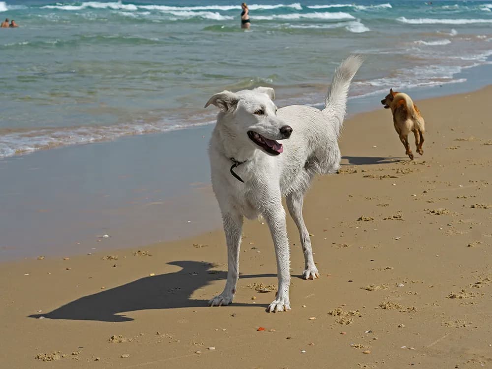 tripod dog on beach