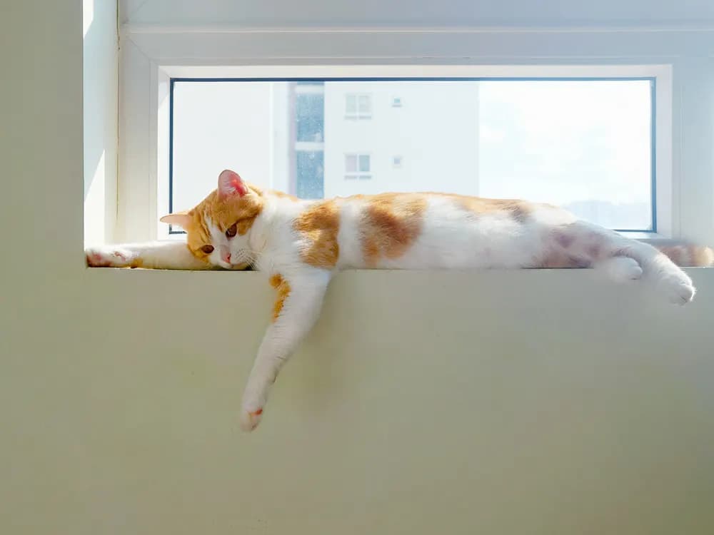 cat left alone is lying on a window sill looking sad