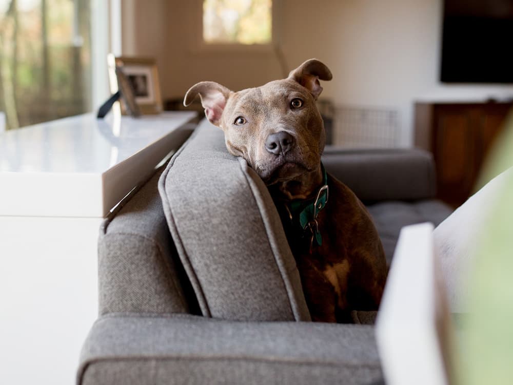 pit bull terrier