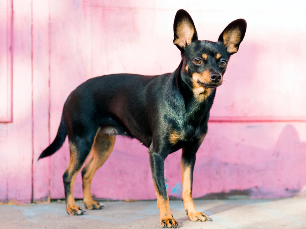 Chipin: Chihuahua + Miniature Pinscher