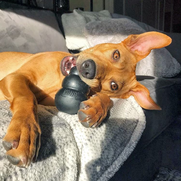 Your Guide to Stuffing Your Dog’s Favorite Toy, the Kong