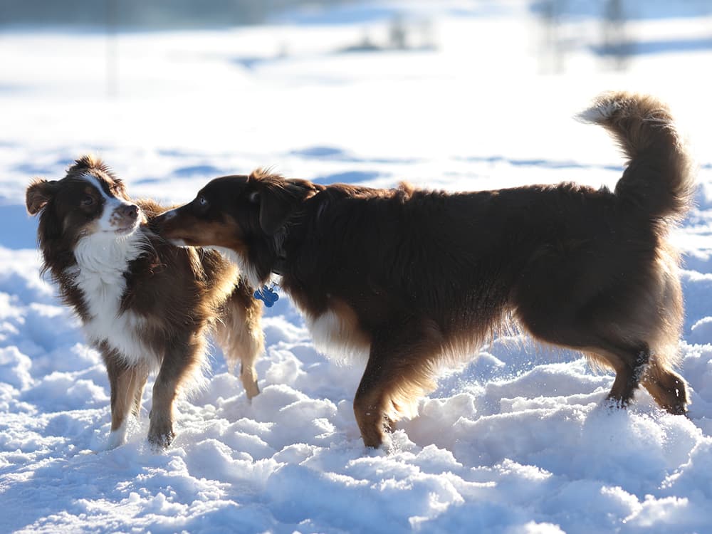 Are Your Dogs Arguing With Each Other?