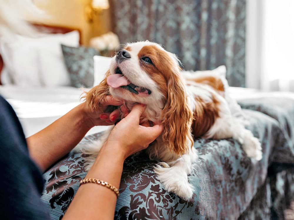 friendly cavalier king Charles spaniel