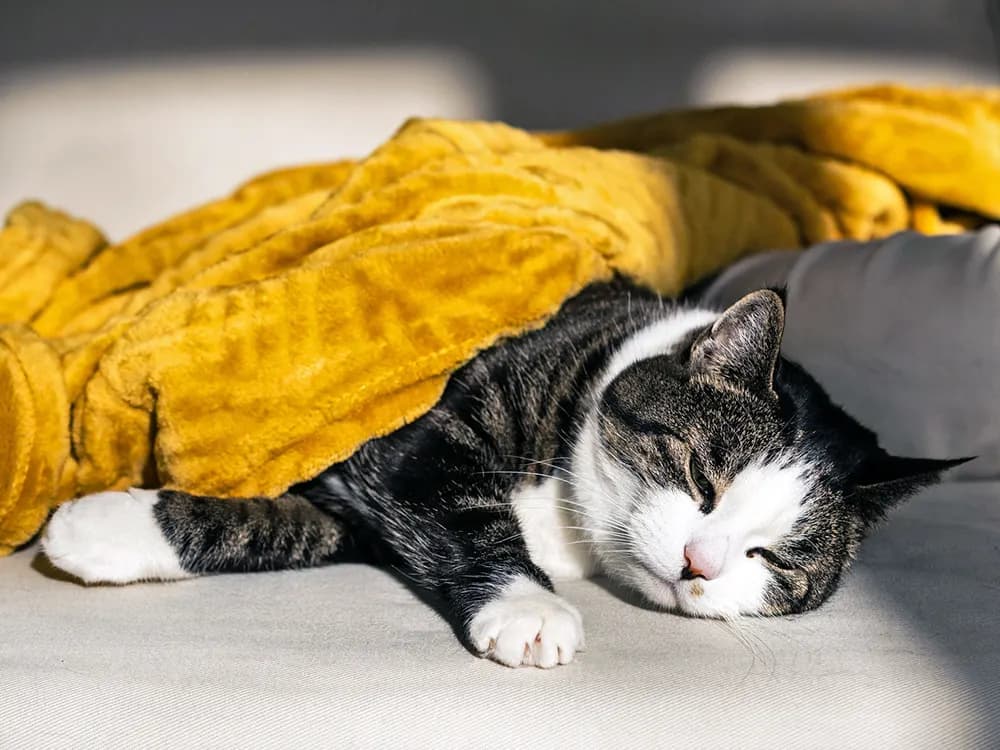 cat who is sick and lying uncomfortably under a yellow blanket