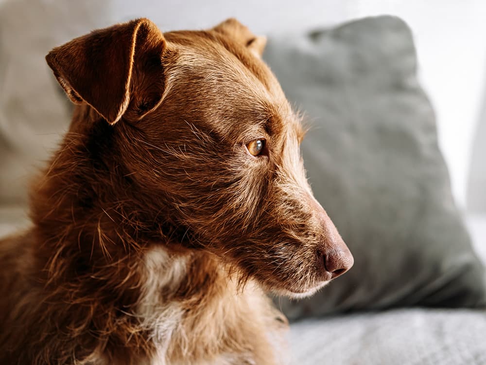 Fidocure — A New Approach to Canine Cancers
