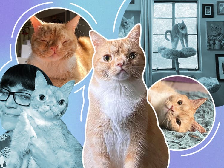 How Insta-famous Cat, Smush, Uses Social Media for Good