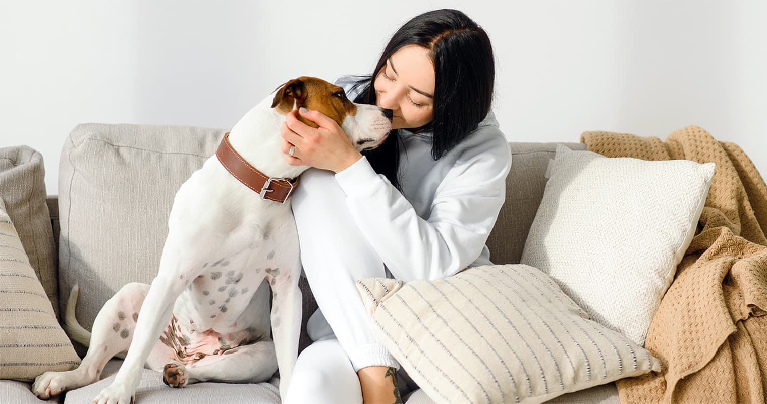 How Do I Rehome My Pit Bull?