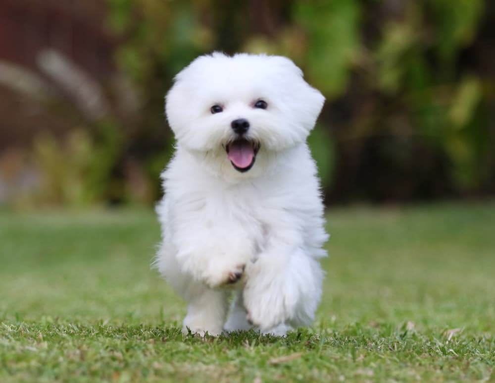 White Maltese Dog Running on the grass