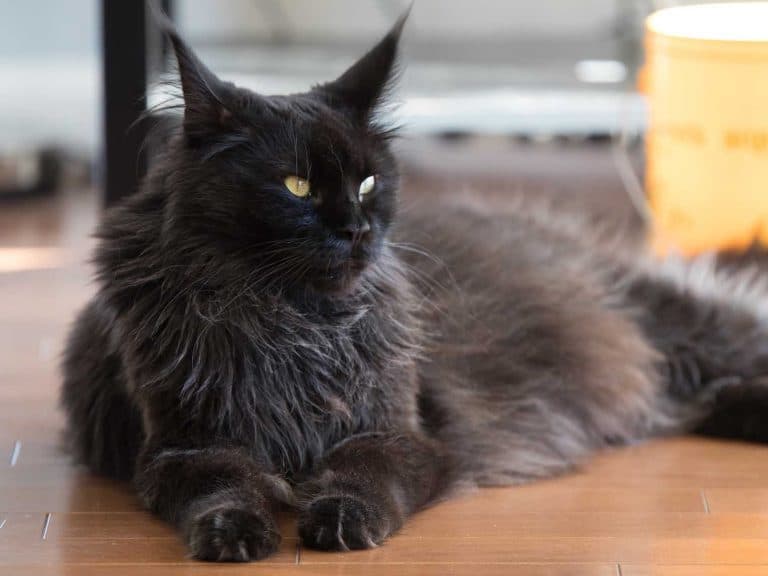black Maine Coon