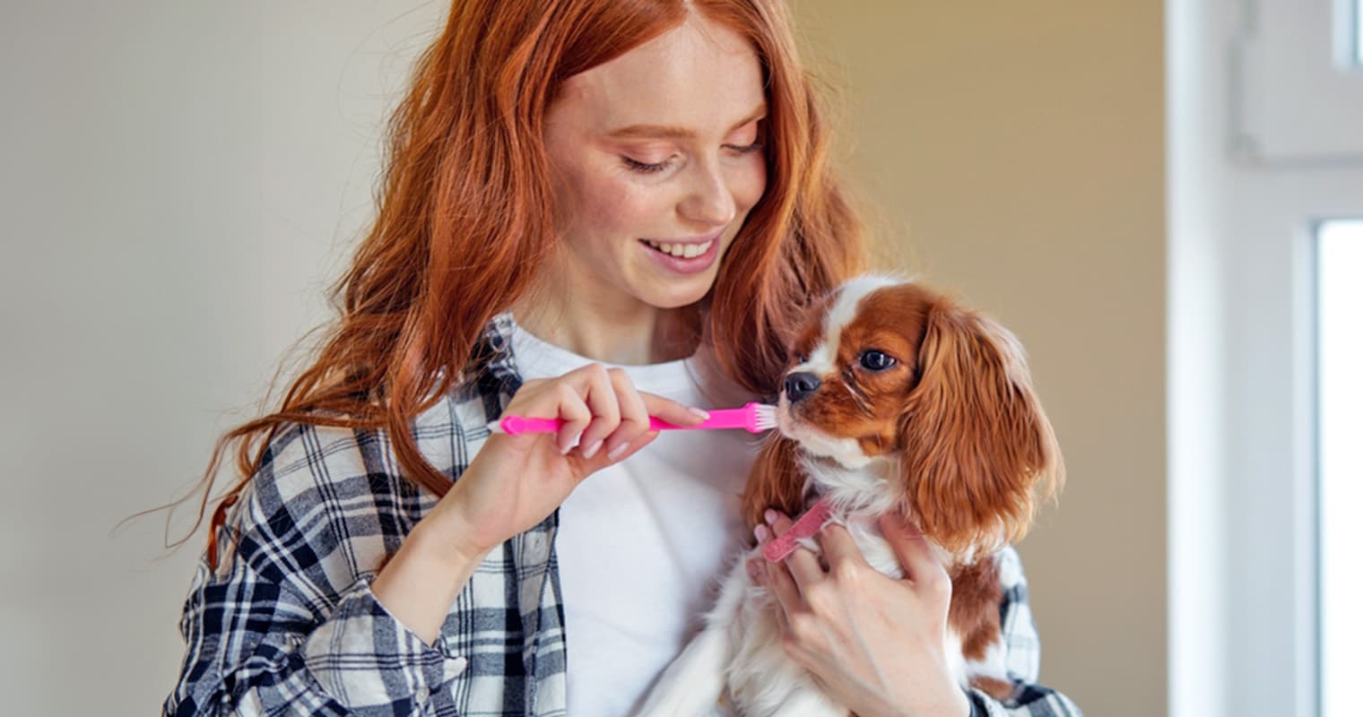 Yes, You Need to Brush Your Dog’s Teeth. Here’s Why