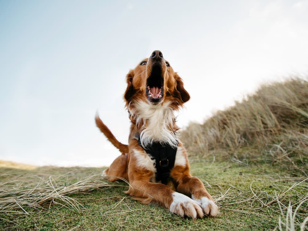 Dog Speak: The Sounds of Dogs