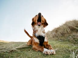 Dog Speak: The Sounds of Dogs