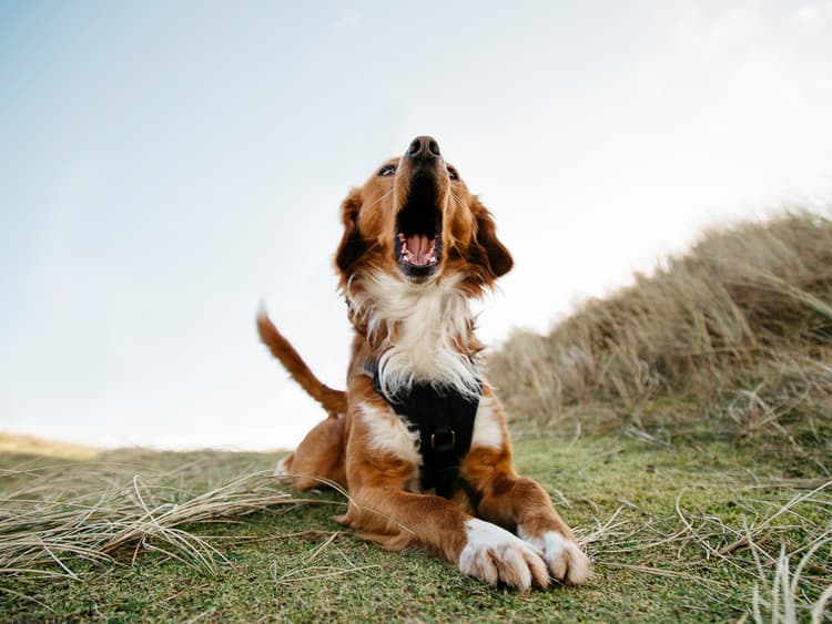 Dog Speak: The Sounds of Dogs