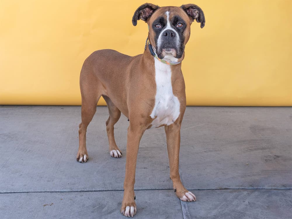 boxer dog on yellow background