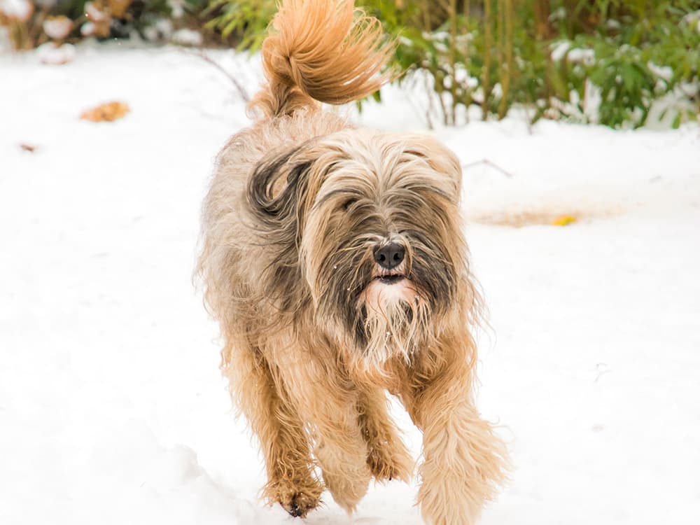 Tibetan Terrier