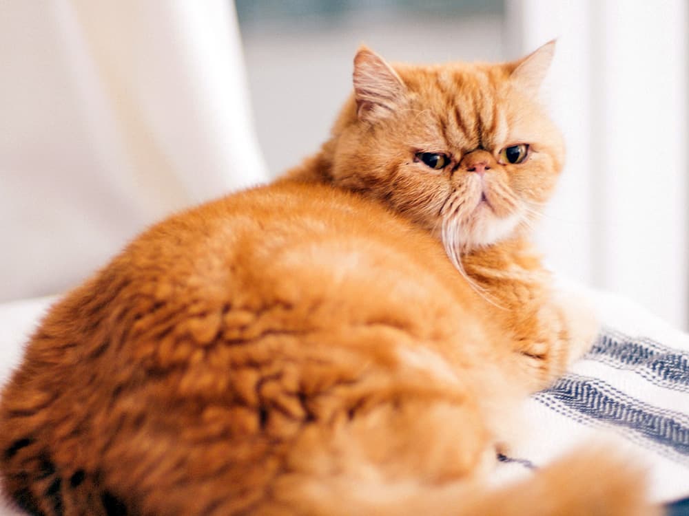 Exotic shorthair cat