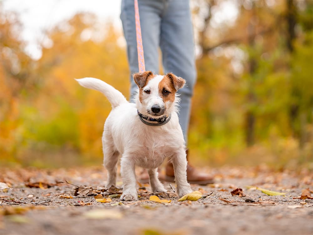 small dog pulls on leash