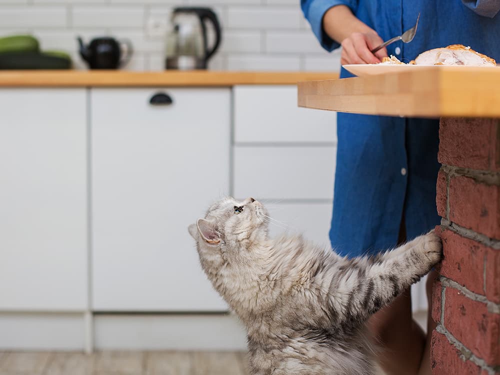 What Can Cats Eat Besides Cat Food?